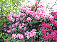 Rhododendron%20Furnivall's%20Daughter%2005.JPG