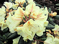 Rhododendron%20Goldbukett%2001.JPG