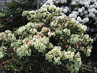 Rhododendron%20Goldsworth%20Yellow%2001.JPG