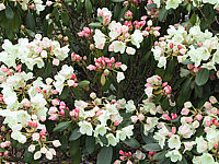 Rhododendron%20Goldsworth%20Yellow%2002.jpg