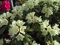 Rhododendron%20Goldsworth%20Yellow%2004.JPG