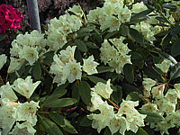 Rhododendron%20Goldsworth%20Yellow%2005.JPG