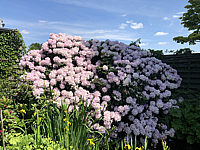 Rhododendron%20Gomer%20Waterer%2001.JPG