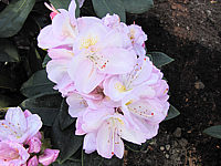 Rhododendron%20Gomer%20Waterer%2002.JPG