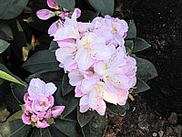 Rhododendron%20Gomer%20Waterer%2003.JPG