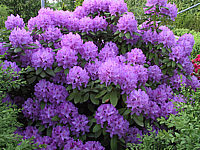 Rhododendron%20Grandiflorum%2001.JPG