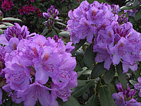 Rhododendron%20Grandiflorum%2002.JPG