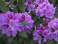 Rhododendron%20Grandiflorum%2003.JPG