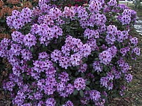 Rhododendron%20Humboldt%2001.JPG