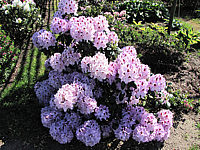 Rhododendron%20Humboldt%2003.JPG