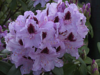 Rhododendron%20Humboldt%2004.JPG