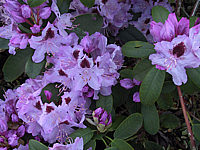 Rhododendron%20Humboldt%2005.JPG
