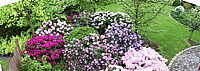 Rhododendron%20Hybriden%20in%20Sorten%2003.jpg