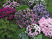 Rhododendron%20Hybriden%20in%20Sorten%2004.JPG