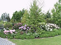 Rhododendron%20Hybriden%20in%20Sorten%2007.jpg