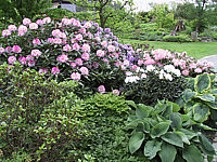 Rhododendron%20Hybriden%20in%20Sorten%2008.jpg