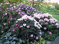 Rhododendron%20Hybriden%20in%20Sorten%2009.JPG