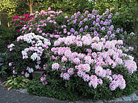 Rhododendron%20Hybriden%20in%20Sorten%2010.JPG