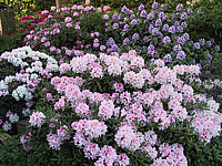 Rhododendron%20Hybriden%20in%20Sorten%2011.JPG