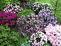 Rhododendron%20Hybriden%20in%20Sorten%2012.JPG
