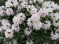 Rhododendron%20Jacksonii.JPG