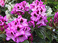 Rhododendron%20Kokardia%2001.JPG