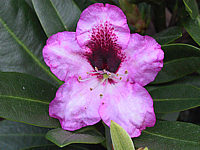 Rhododendron%20Kokardia%2002.JPG