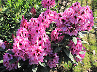 Rhododendron%20Kokardia%2003.JPG