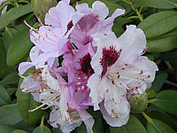 Rhododendron%20Kokardia%2009.JPG