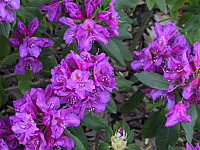 Rhododendron%20Lees%20Dark%20Purple%2002.JPG