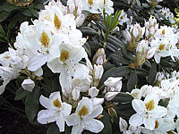Rhododendron%20Madame%20Masson%2001.JPG