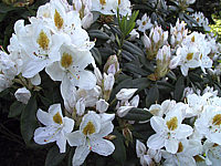 Rhododendron%20Madame%20Masson%2002.JPG