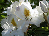 Rhododendron%20Madame%20Masson%2003%20Macro.JPG