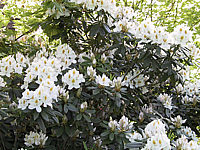 Rhododendron%20Madame%20Masson%2004.JPG
