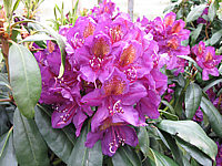 Rhododendron%20Marcel%20Menard%2001.JPG