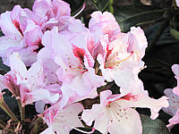 Rhododendron%20Marsalla.JPG