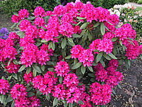 Rhododendron%20Nova%20Zembla%2001.JPG