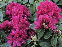 Rhododendron%20Old%20Port%2001.JPG
