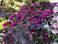 Rhododendron%20Old%20Port%2002.JPG