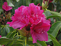 Rhododendron%20Old%20Port%2003.JPG