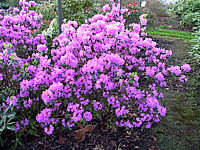 Rhododendron%20P.J.%20Mezitt%2001.JPG