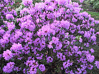Rhododendron%20P.J.%20Mezitt%2002.JPG