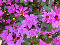 Rhododendron%20P.J.%20Mezitt%2003.JPG