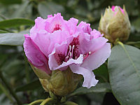 Rhododendron%20Progres%2001%20knospig%20Macro.jpg