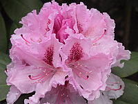 Rhododendron%20Progres%2002.JPG