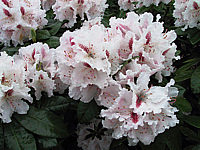 Rhododendron%20Progres%2004.JPG