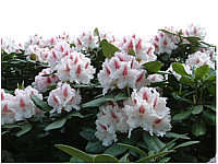 Rhododendron%20Progres%2005.jp2