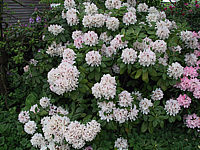 Rhododendron%20Progres%2006.JPG