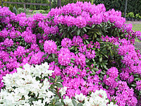 Klicken Sie auf die Vorschau, um das Vollbild zu sehen Rhododendron%20Roseum%20Elegans%2001.JPG