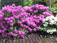 Klicken Sie auf die Vorschau, um das Vollbild zu sehen Rhododendron%20Roseum%20Elegans%2002.JPG